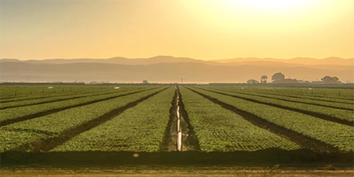 Fields in front of sunset showing irrigation and planned planting