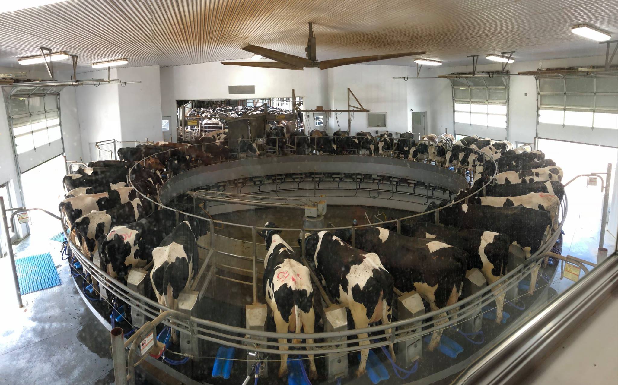 Cows in dairy facility waiting to be milked